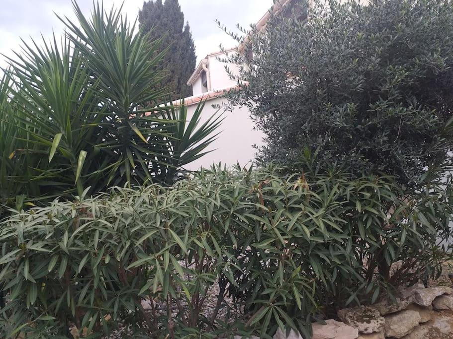 Studio Meuble Wifi A Proximite Du Tram Castelnau-le-Lez Dış mekan fotoğraf